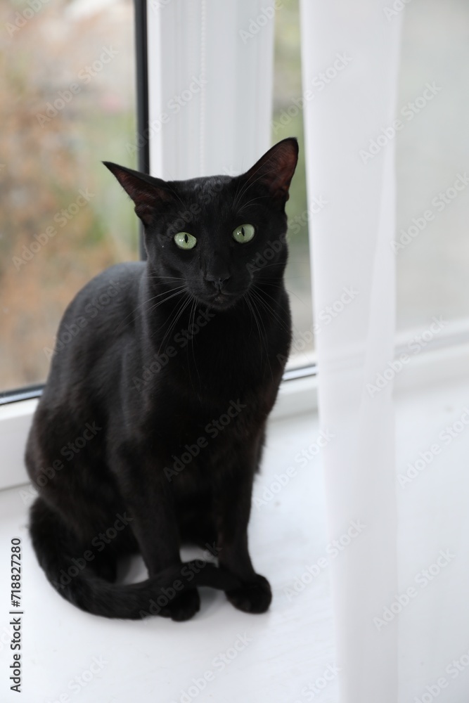 Adorable black cat with green eyes sitting on window sill. Lovely pet