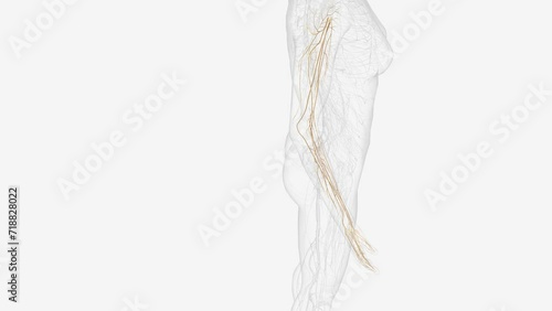 Terminal nerves of right brachial plexus . photo