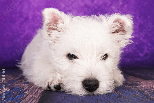 West Highland White Terrier puppy on a purple background in studio