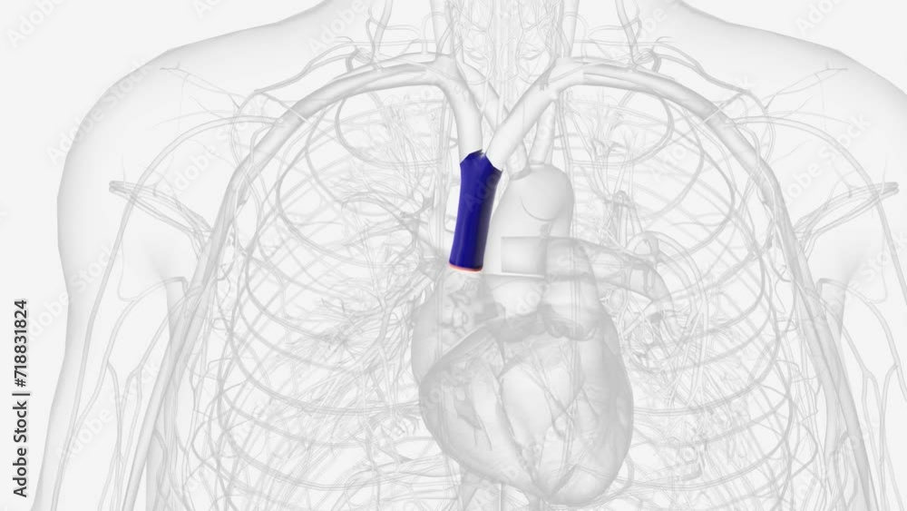 The superior vena cava and inferior vena cava are very large veins that bring deoxygenated blood to your heart to get oxygen . The superior vena cava and inferior vena cava are very large veins that bring deoxygenated blood to your heart to get oxygen .