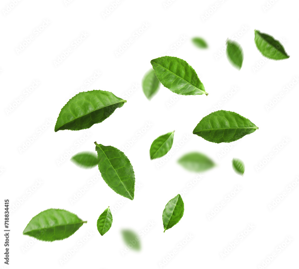 Fresh green tea leaves falling on white background