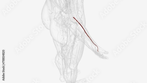 The radial artery is a blood vessel that supplies blood to the forearm (lower part of the arm) and hand.