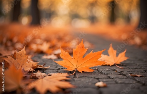 Maple leaves on the ground  autumn natural background