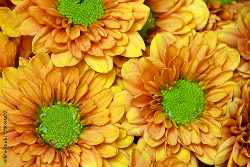 bouquet  sunflower  beautiful bouquet of mixed flowers  bright mix of sunflowers  chrysanthemums and roses. full screen background