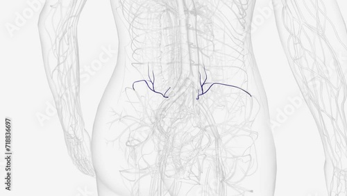 Branches of internal iliac vein . photo