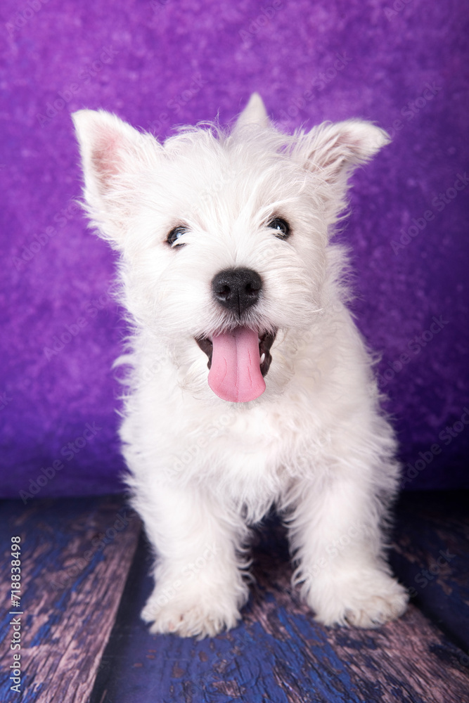 West Highland White Terrier puppy on a purple background in studio West Highland White Terrier puppy on a purple background in studio