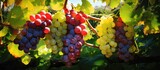 In the vineyard, three grape varieties with different colors - red, white, and purple - glistened under the warm sun, offering a beautiful sight to the passersby.