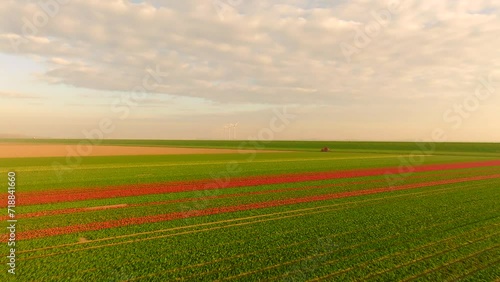 Wallpaper Mural Rows of colorful Tulips at sunrise in North Holland , Aerial footage Torontodigital.ca