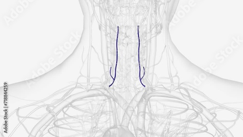The Anterior Vertebral Vein commences in a plexus around the transverse processes of the upper cervical vertebre . photo