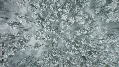 Aerial view of forest landscape during frosty winter near Białystok, Hajnówka, and Białowieża with mist