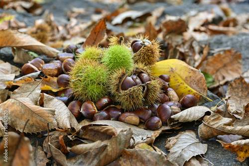 Bosque de Castañas