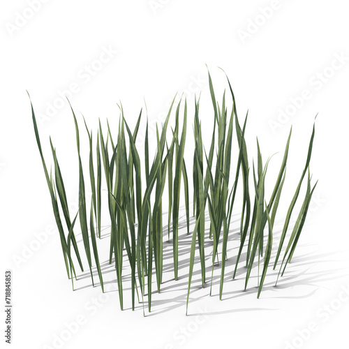 Small Coarse Round Grass Patch PNG