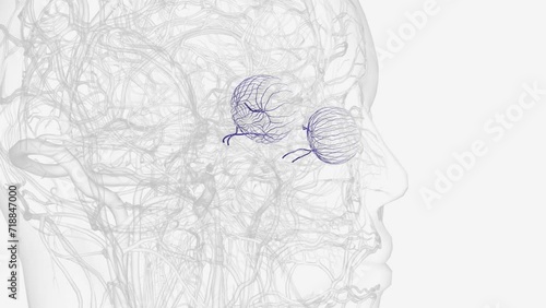 The vorticose veins, referred to clinically as the vortex veins, are veins that drain the choroid of the eye . photo