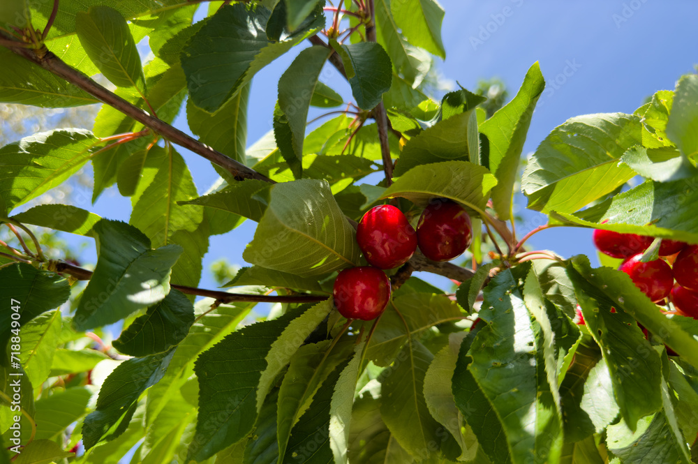 Cherry on branch. Red cherry berry on tree branch with green leaves in a Wermer garden. Light red cherries ripen in spring season on farmer's field. Farm land with cherry trees. Cherry on branch. Red cherry berry on tree branch with green leaves in a Wermer garden. Light red cherries ripen in spring season on farmer's field. Farm land with cherry trees.