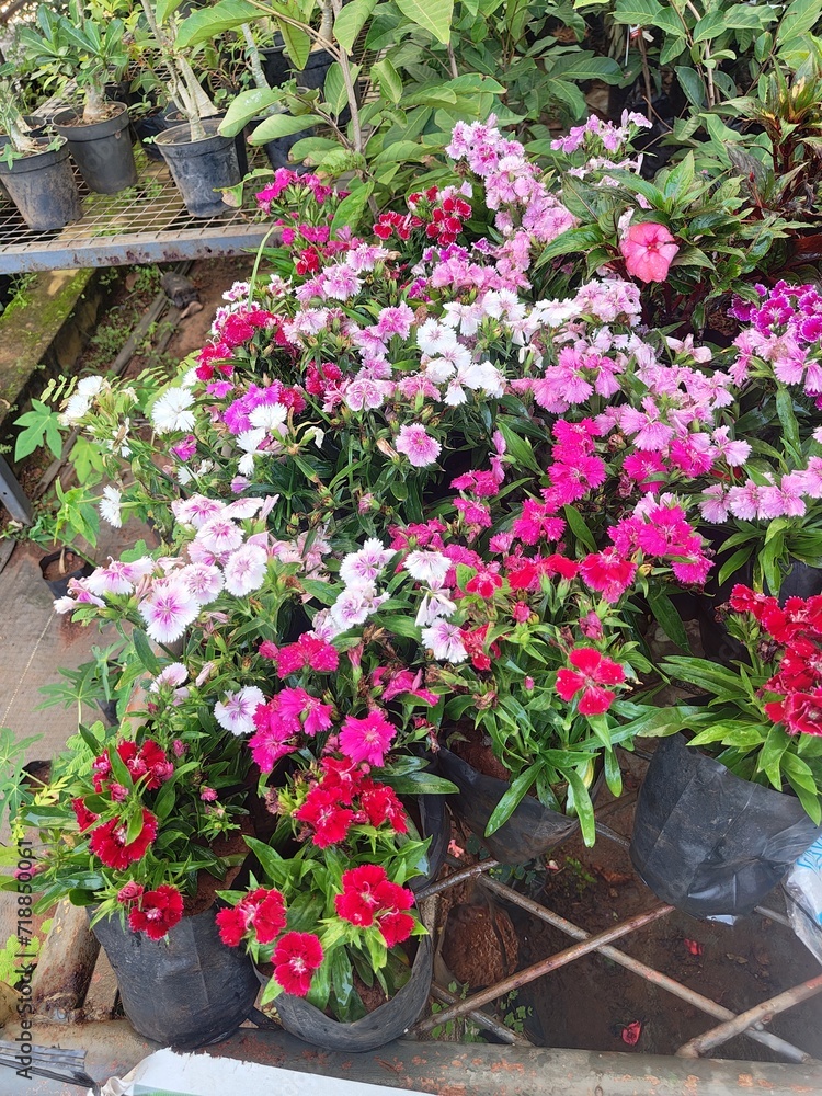 Beautiful flowers in the garden Beautiful flowers in the garden
