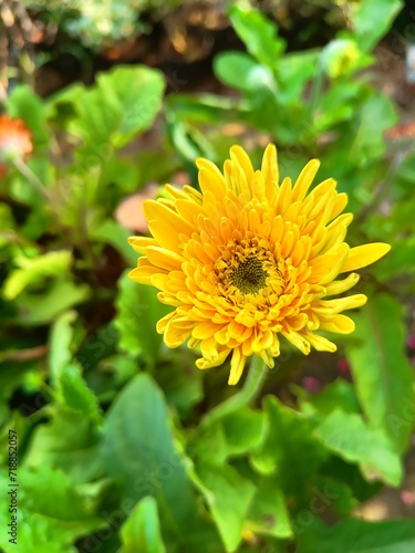 Beautiful yellow flower in the garden 