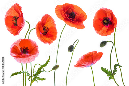 Composition of beautiful back lit red poppies on a white background