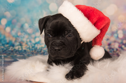 Fototapeta Naklejka Na Ścianę i Meble -  Black Staffordshire Bull Terrier dog or AmStaff puppy in a red Santa hat