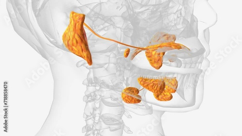 The salivary glands in many vertebrates including mammals are exocrine glands that produce saliva through a system of ducts .