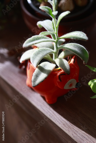 Cute plants and decorations in the kitchen in warm sunlight 