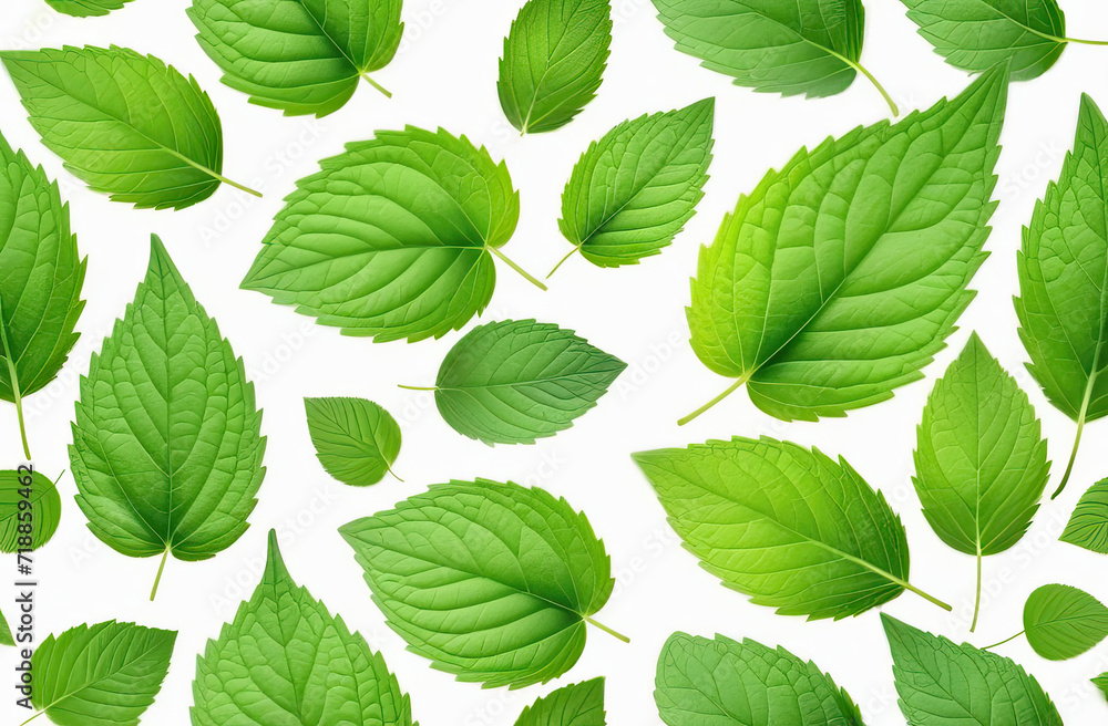 pattern of mint, Melissa fresh leaves falling in the air, isolated on white background pattern of mint, Melissa fresh leaves falling in the air, isolated on white background