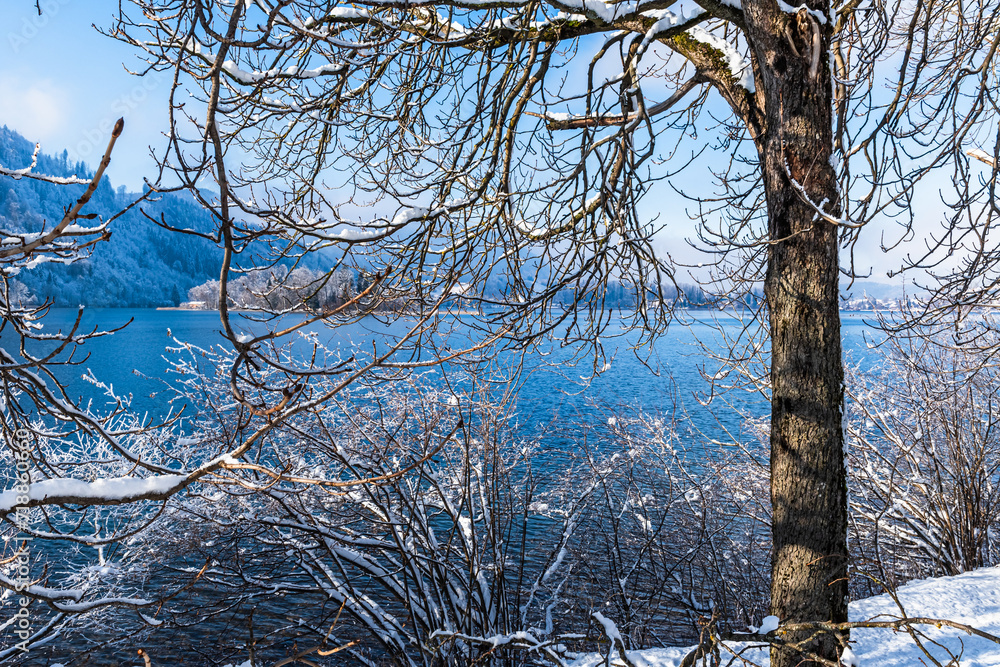 Obraz premium Lake Schliersee in the Bavarian Alps in Germany through snowy branches, copy space