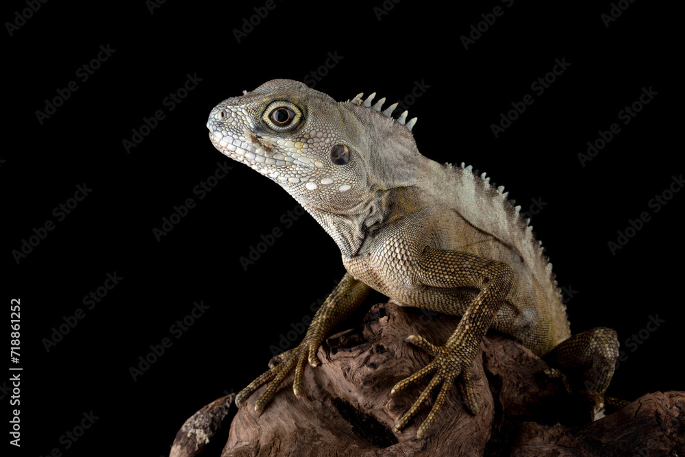 Obraz premium Angle-headed Forest Dragon or Hypsilurus magnus is a new species of lizard found in Indonesia and Papua New Guinea in 2006.