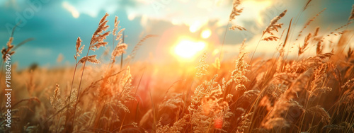 Golden Sunset Over Wheat Field 