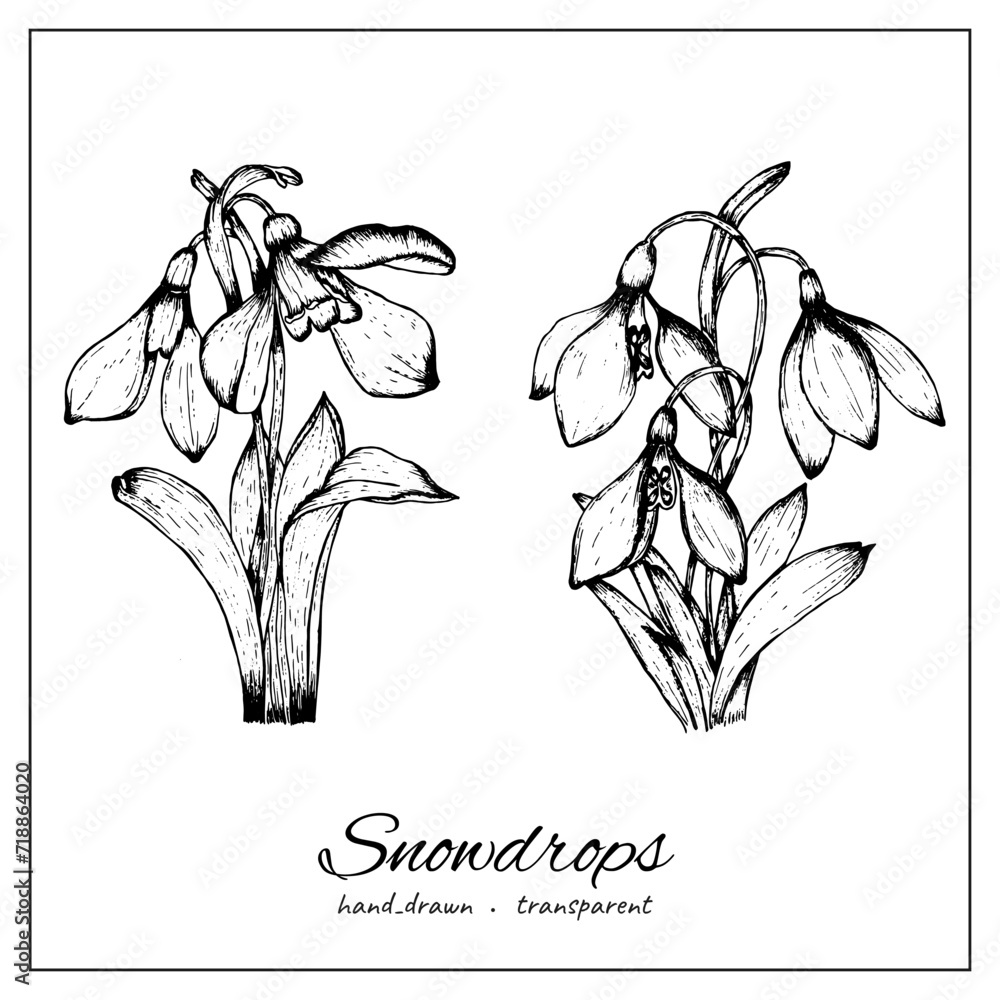 Fototapeta premium Black and white snowdrop botanical illustration. Floral hand drawn clip art for coloring book, printing, decoration, design