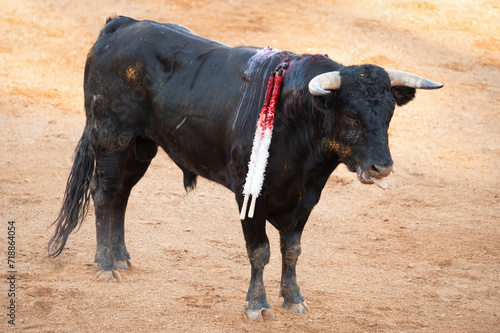 Brave bull in the bullfight arena, Raging bull ready to ram. High quality photo