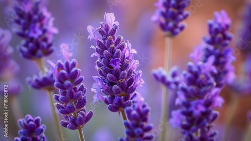 nice close up of the lavender