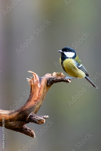 Tits are sitting on a tree branch.