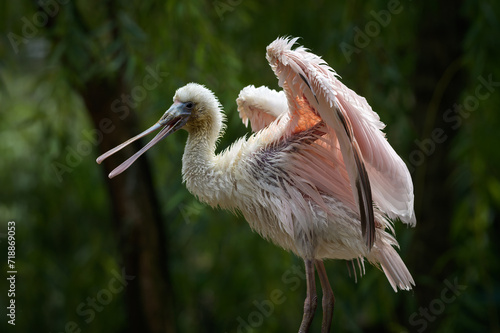 Portrait of Roseate Spoonbill also known as Platalea Ajaja wading in a swamp preening its feathers