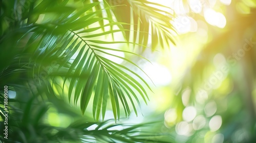 green palm leaf motion isolated on blurred soft bokeh light animation background in sunshine  abstract tropical vegetation backdrop concept with copy space for product presentation