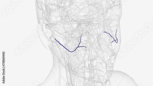 The transverse facial artery is an artery that branches from the superficial temporal artery and runs across the face . photo