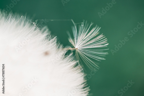 Dandelion seed separating from the seed head on a green background