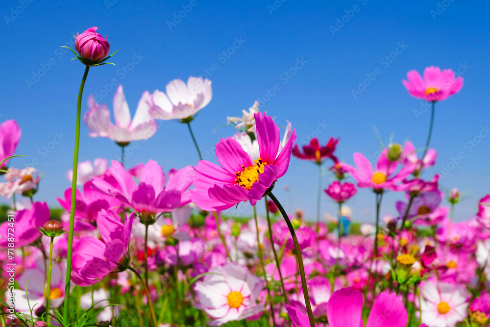 Beautiful flower gardens in the season of tourism. Beautiful flower gardens in the season of tourism.