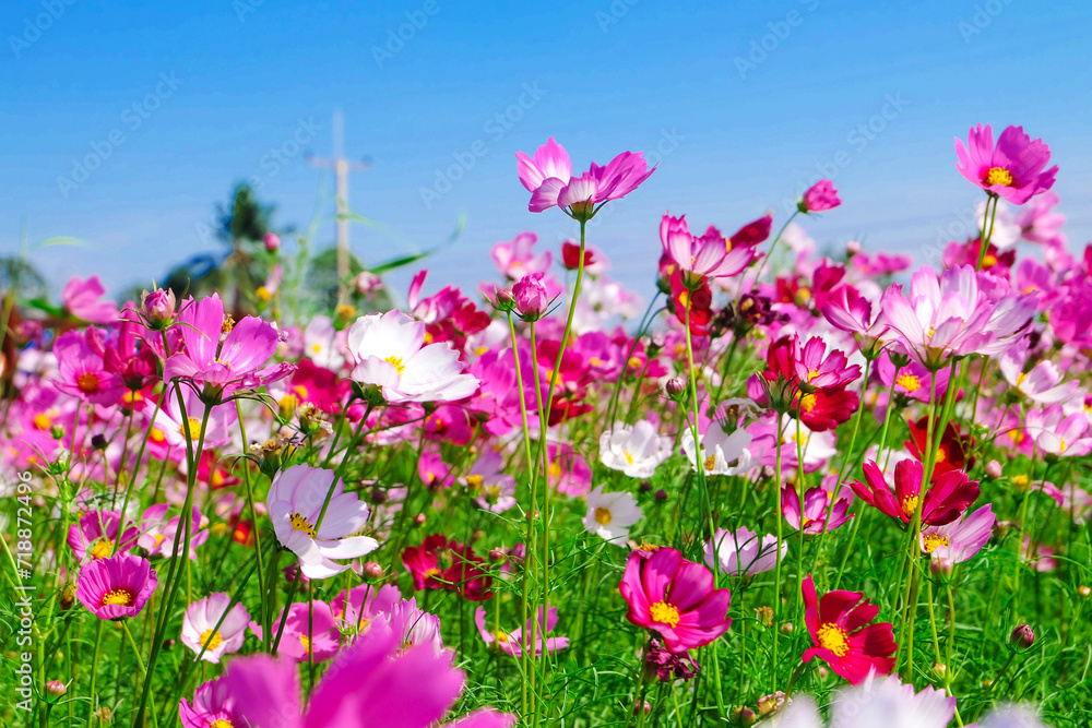 Beautiful flower gardens in the season of tourism. Beautiful flower gardens in the season of tourism.