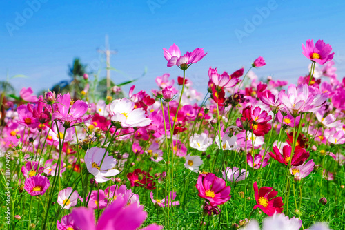 Beautiful flower gardens in the season of tourism. © Idsaree