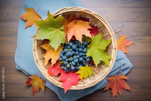 harvest basket full of tempranillo grapes, vine leaves