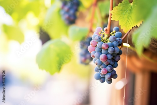 closeup of cabernet sauvignon grapes on vine
