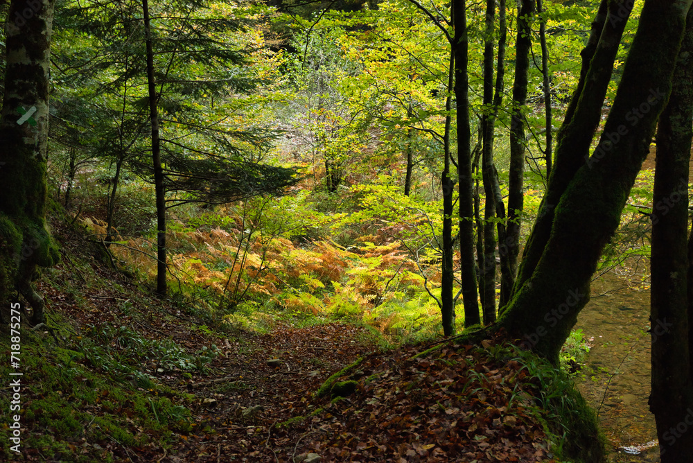 Irati forest the second largest beech-fir forest in Europe Navarre, Spain Irati forest the second largest beech-fir forest in Europe Navarre, Spain