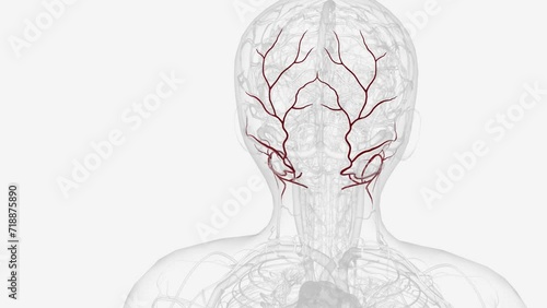 The occipital artery arises in the neck anterior to the mastoid protuberance from the posterior aspect of the carotid . photo