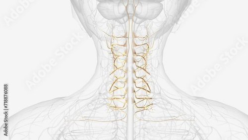 The cervical spinal nerves, sometimes called nerve rootlets, exit the spinal canal through the neuroforamen in pairs . photo