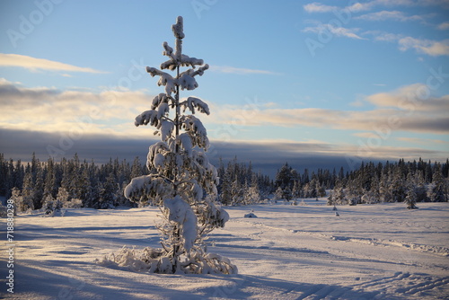 Winter scenery with trees in the nature reserve of Bymarka, Trondheim, Norway photo