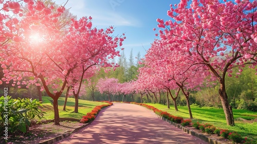 Sakura, Cherry blossoms flower, Garden walkway with beautiful pink sakura full blooming branch tree background with sunny day in spring season