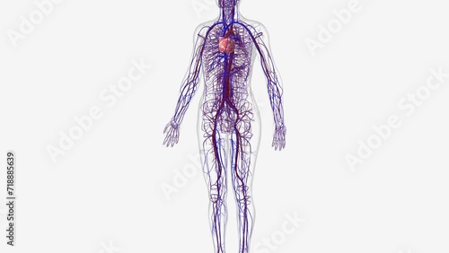 The cardiovascular system consists of the heart, arteries, veins, and capillaries.