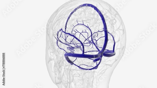 Venous sinuses of brain 3d medical