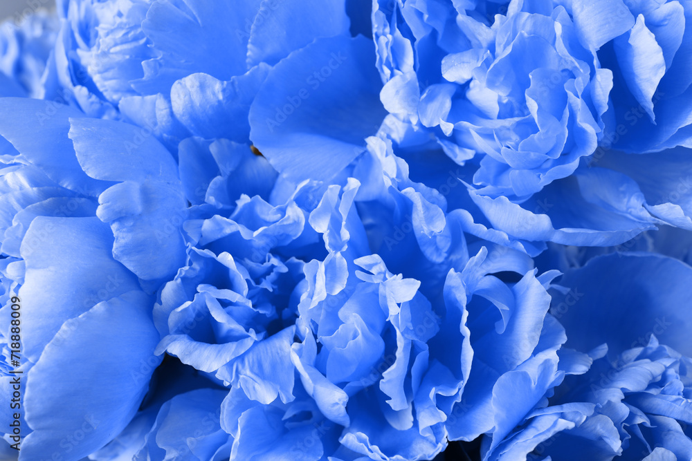 Beautiful blue peony as background, closeup view