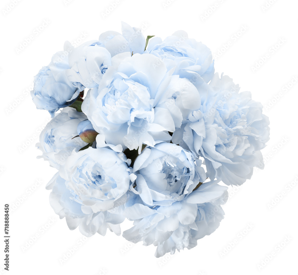 Beautiful light blue peonies on white background Beautiful light blue peonies on white background